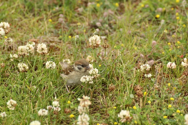 Kvinnliga gråsparven i gräs — Stockfoto