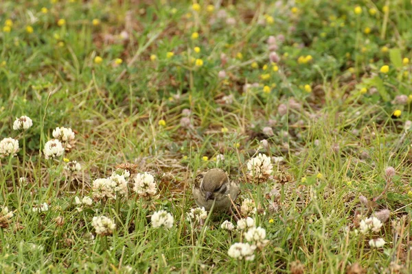 Moineau domestique femelle dans l'herbe — Photo