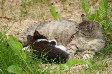 Tekir kedi yavru kedi ile