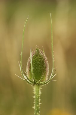Vahşi Teasel kafa