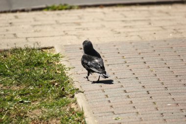 Westerm küçük karga döşeli arazide yürüyüş