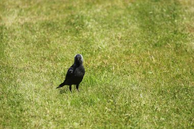 Westerm küçük karga ayakta çimenlerin üzerinde