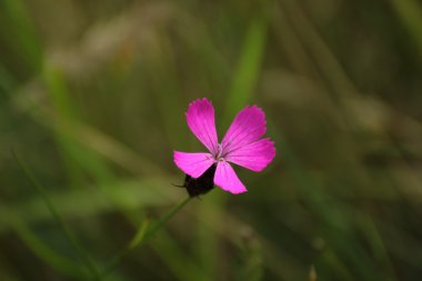 Ufuk arka plan ile bir pembe çiçek kafa