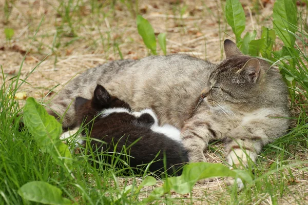 Tekir kedi yavru kedi ile — Stok fotoğraf