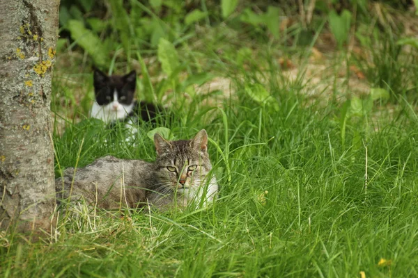 Tekir kedi yavru kedi ile — Stok fotoğraf