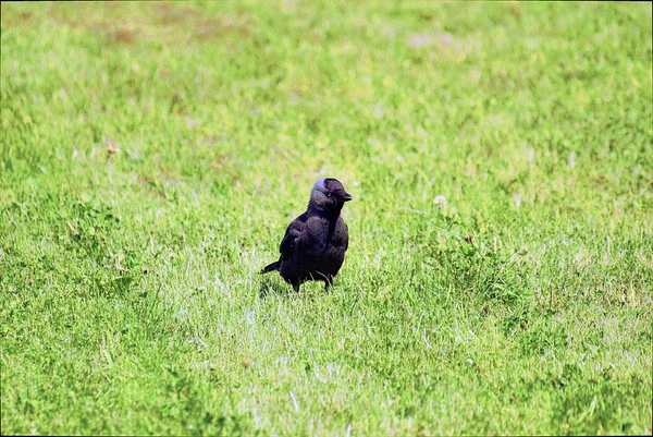 Westerm jackdaw standing on grass — Stock Photo, Image