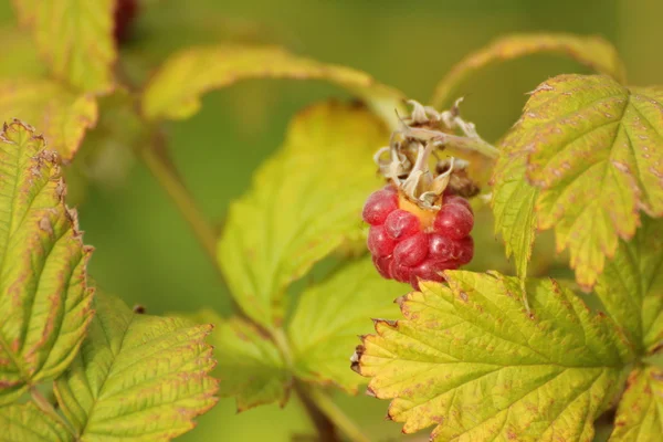 Raspberry growing in the wild with leaves Stock Image