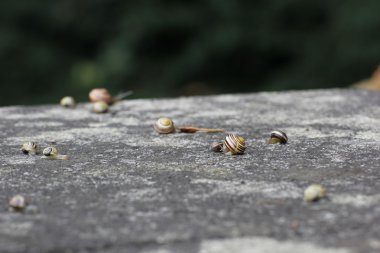 Sümüklü böcek taş