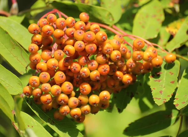 Orangenbeeren von einem Vogelbeerbaum — Stockfoto