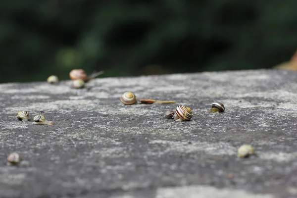 Sümüklü böcek taş