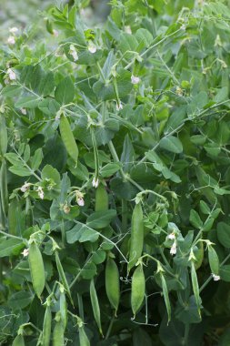 Bezelye tesisi (Pisum sativum convar