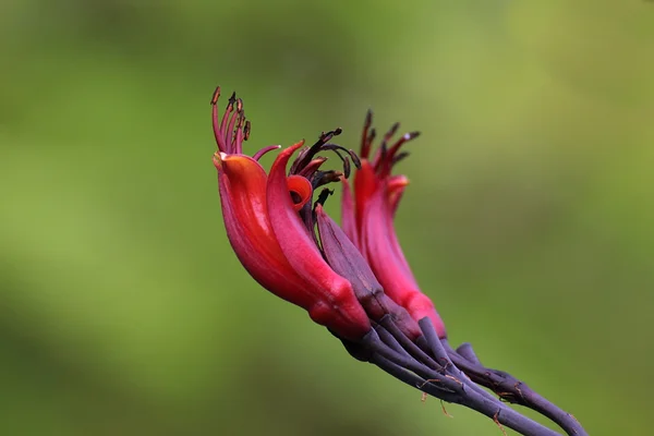 Yeni Zelanda keten çiçeği — Stok fotoğraf