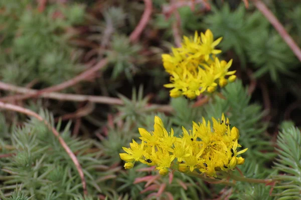 Çiçekleri ile mavi hendek stonecrop