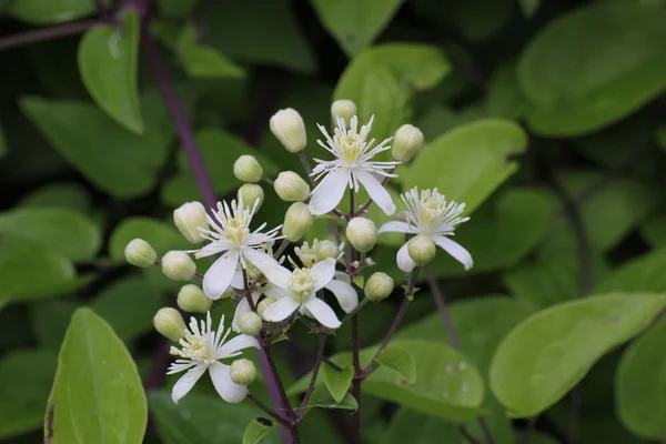 Witte bloemen met lange meeldraad — Stockfoto