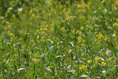 Çiçekleri ile Bunias orientalis