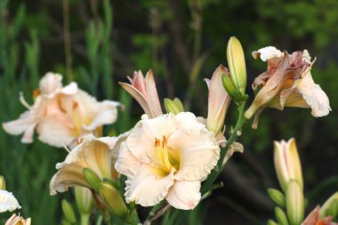 Daylilies sarı ve bej çiçekleri