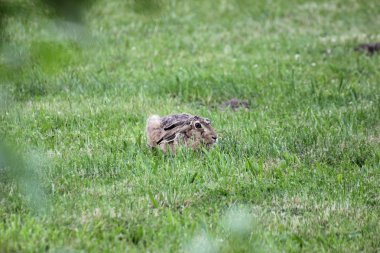 Otların arasında oturan ve uyanıklığı içinde izlerken Avrupa tavşan