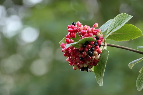 Rote Beeren auf einem Zweig — Stockfoto