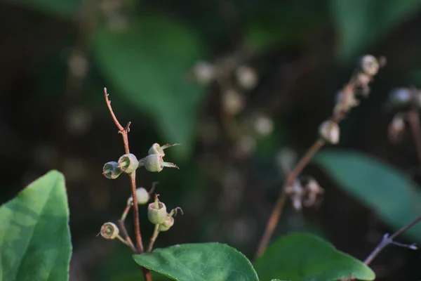 Fruits d'un buisson de deutzia — Photo