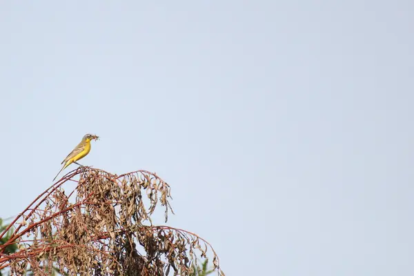 Wagtail amarelo ocidental — Fotografia de Stock