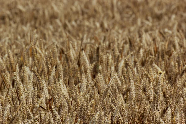 A wheat field with spikes — Stock Photo, Image