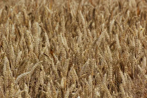 A wheat field with spikes — Stock Photo, Image