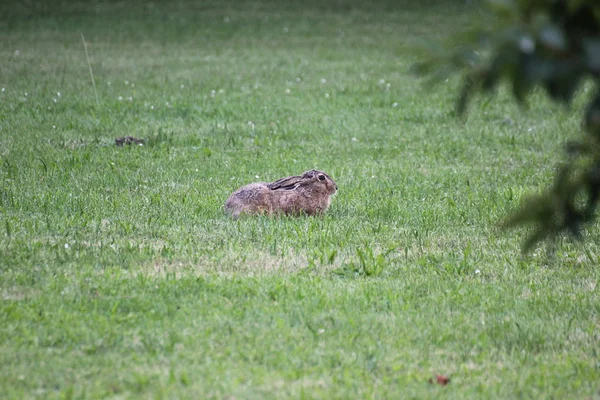 Zajíc sedící v trávě a sledování v bdělosti — Stock fotografie