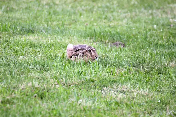 Zając szarak siedzi w trawie i oglądania w czujności — Zdjęcie stockowe
