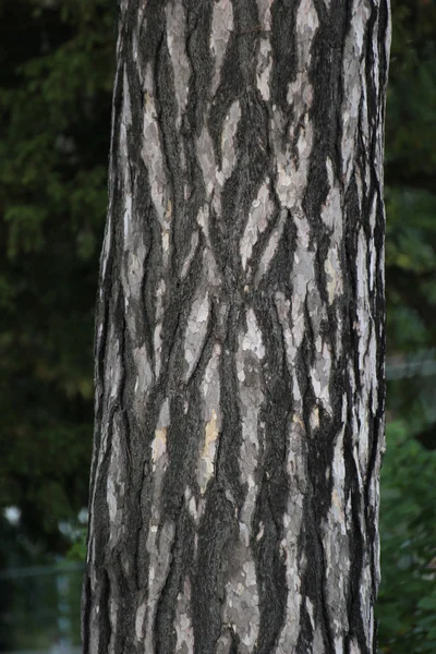 Bark from pine white black and white — Stock Photo, Image