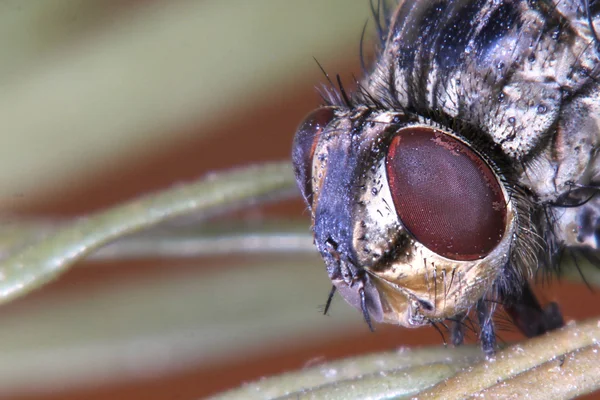 Macro mosca muerta — Foto de Stock