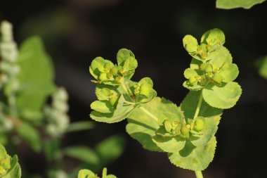 Güneş spurge çiçekleri