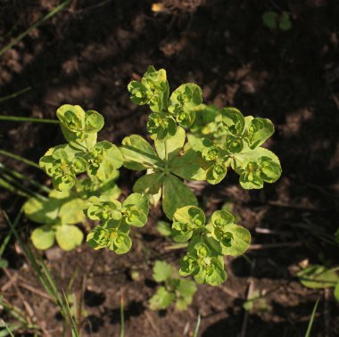 Güneş spurge hemen üstüne