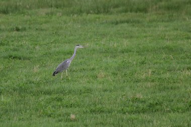 Çimenlerin üzerinde gri balıkçıl