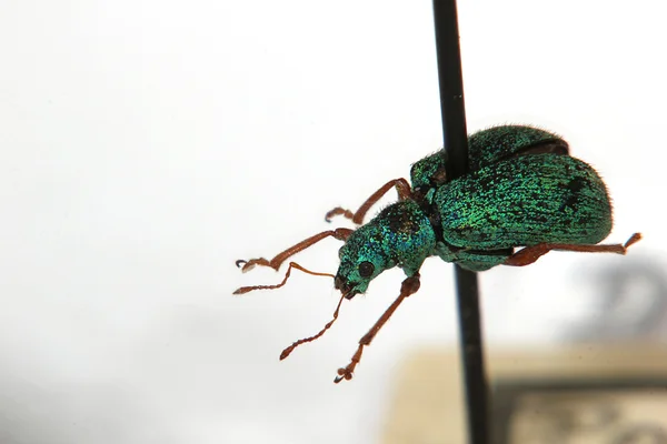 Macro shot de Polydrusus flavipes de la familia de los gorgojos — Foto de Stock