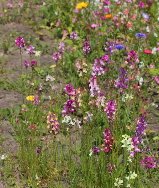 Μια ποικιλία από πολύχρωμα fabaceae/όσπριο λουλούδια εκτός δρόμου — Φωτογραφία Αρχείου