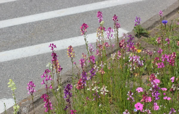 Uma variedade de fabaceae coloridas / flores de leguminosas além da rua — Fotografia de Stock