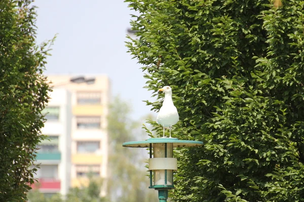 Europese zilvermeeuw op Lamp — Stockfoto