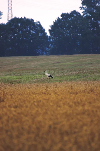 Una cigüeña blanca de pie en un prado —  Fotos de Stock