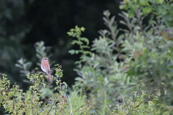 Shrike hembra con respaldo rojo — Foto de Stock