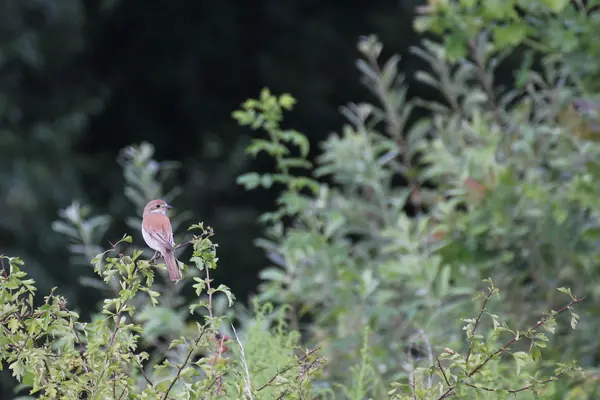 Vrouwelijke Grauwe klauwier — Stockfoto