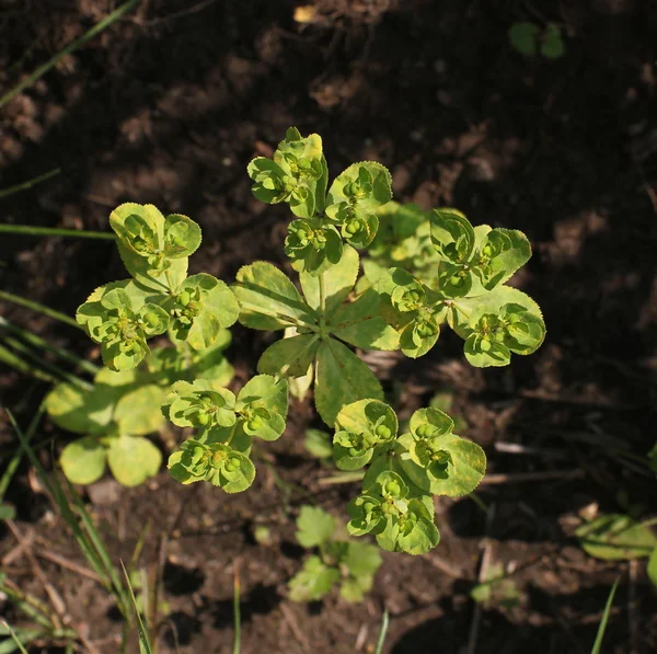 Güneş spurge hemen üstüne