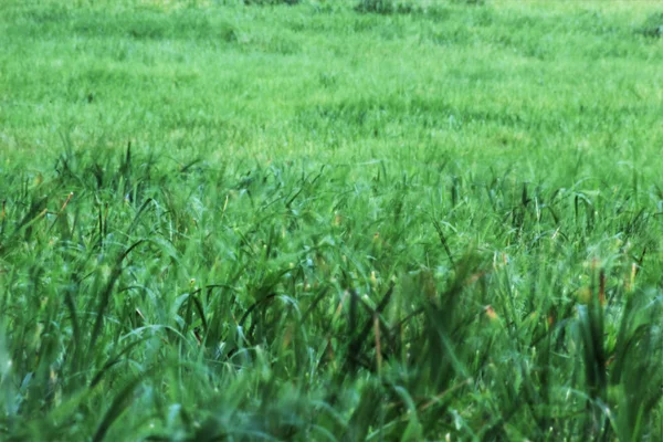 Fondo de hierba borrosa — Foto de Stock