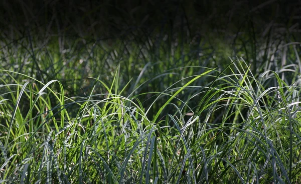 Dark Fade Grass — Stock Photo, Image