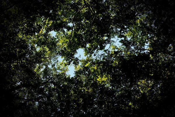 어두운 잎 캐노피 — 스톡 사진