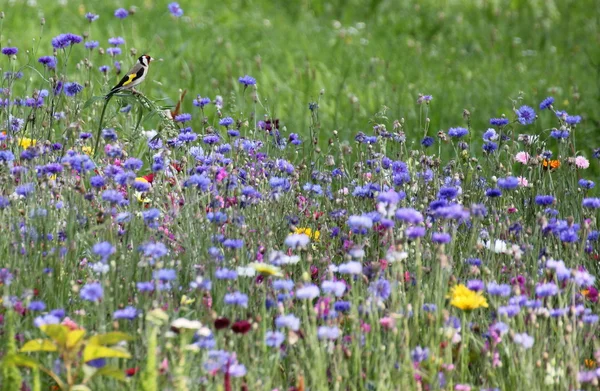 Goldfinch olhando sobre o campo de flores — Fotografia de Stock