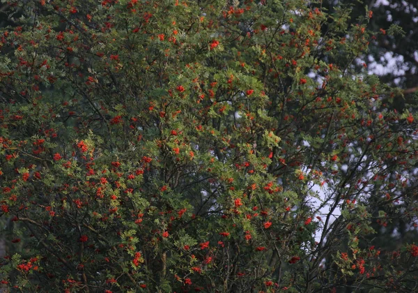 Een rowan boom met rijpe rode bessen — Stockfoto