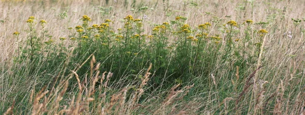 Πληθυσμού της κοινής tansy — Φωτογραφία Αρχείου