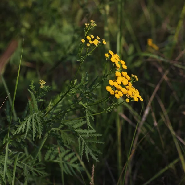 Ortak solucan otu çiçeği — Stok fotoğraf