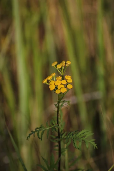 Ortak solucan otu çiçeği — Stok fotoğraf