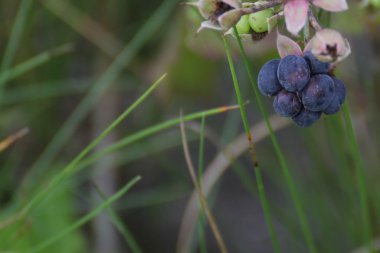 Avrupa böğürtlen meyve